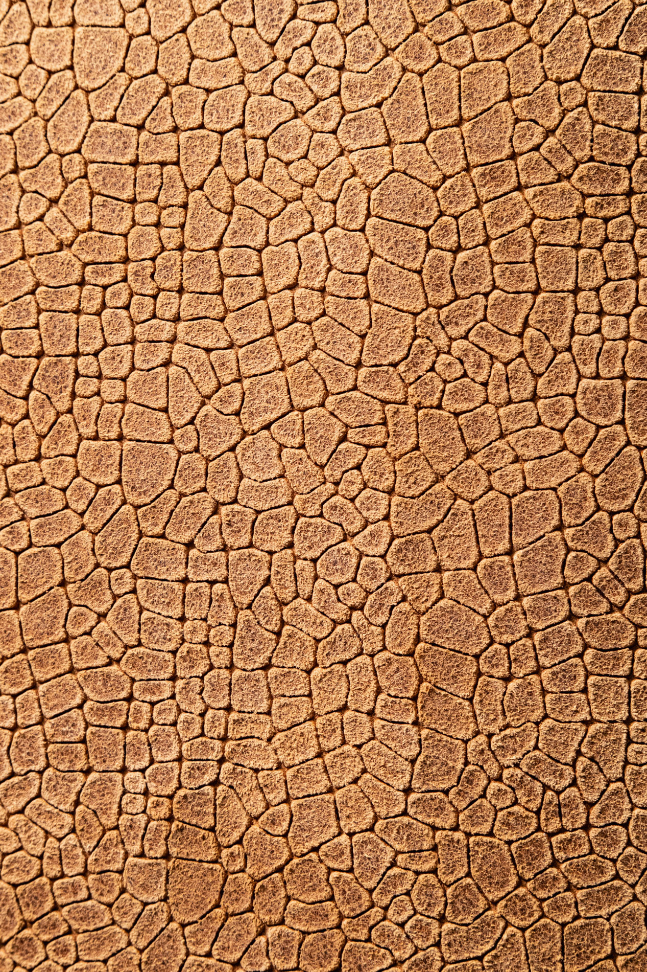 TERRA DESERT CAMEL